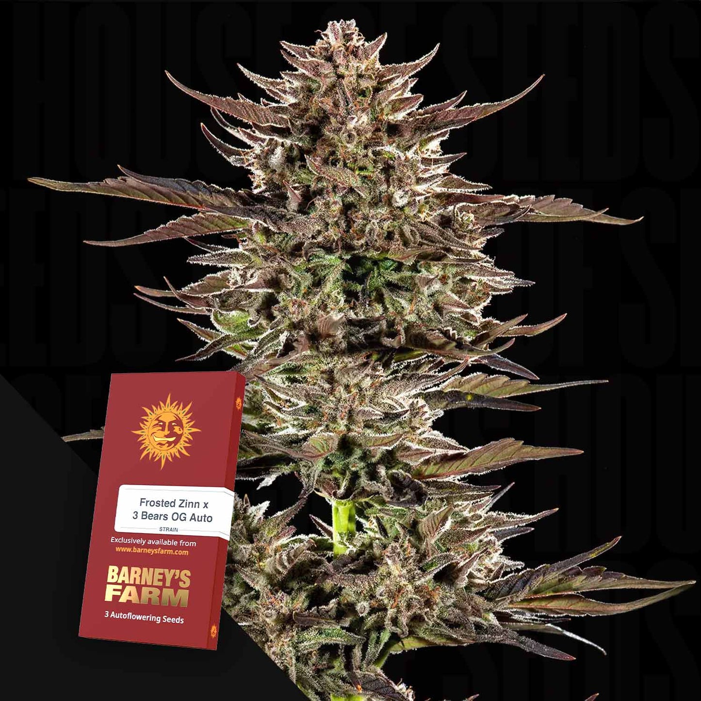 Frosted Zinn x 3 Bears OG Auto