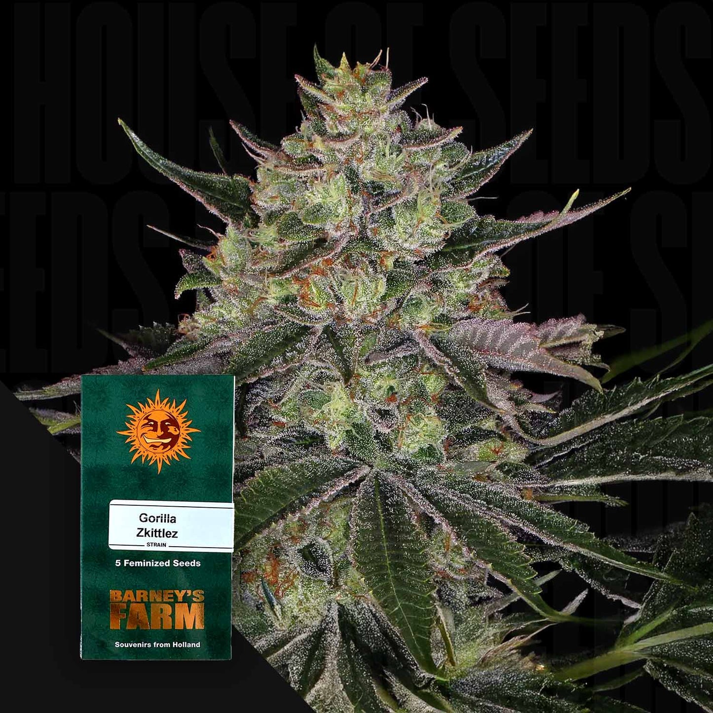 Gorilla Zkittlez