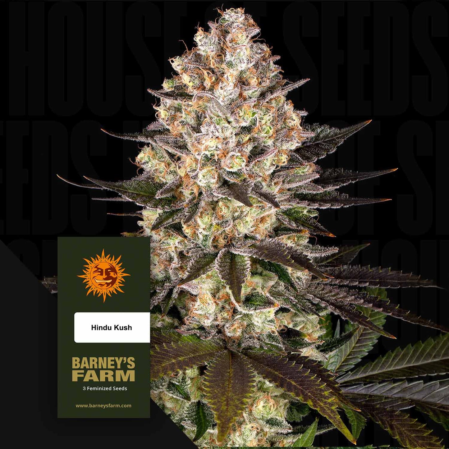 Hindu Kush