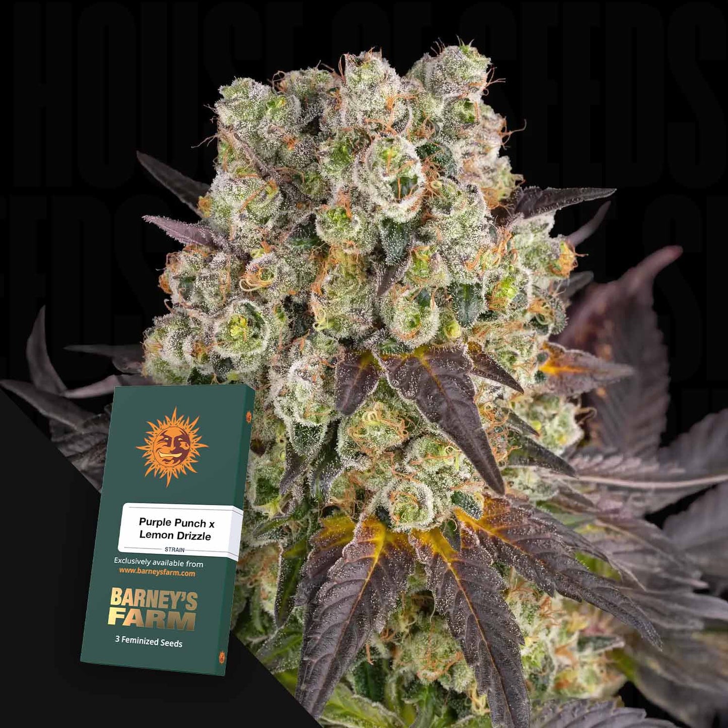 Purple Punch x Lemon Drizzle