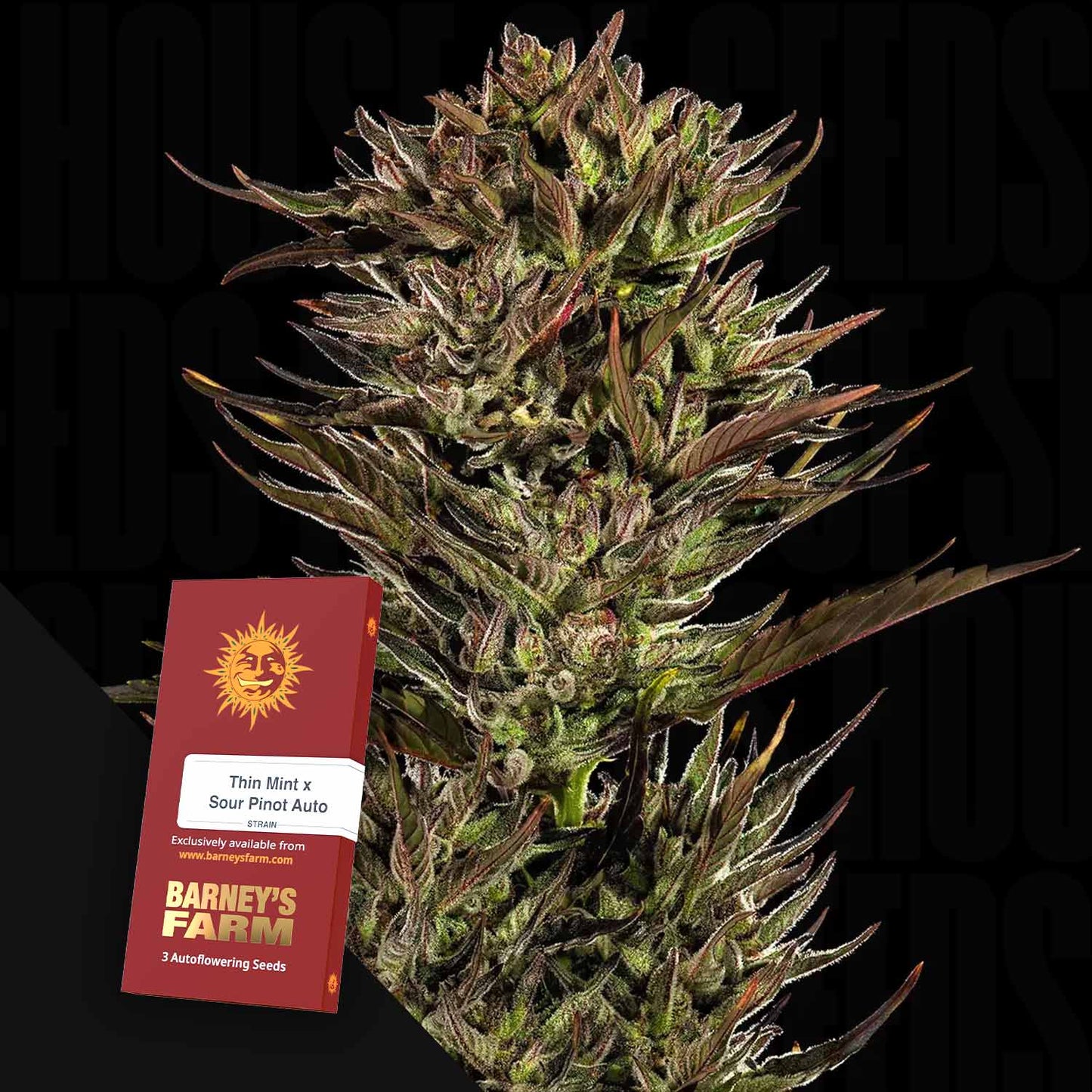 Thin Mint x Sour Pinot Auto