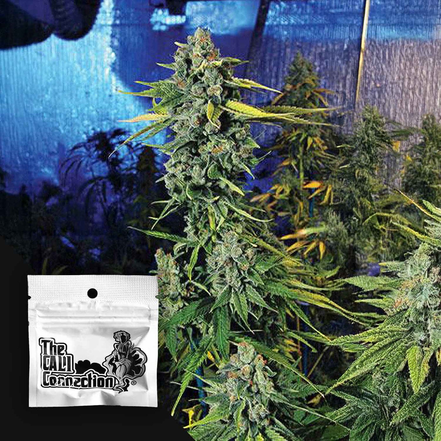 Blue Dream Haze