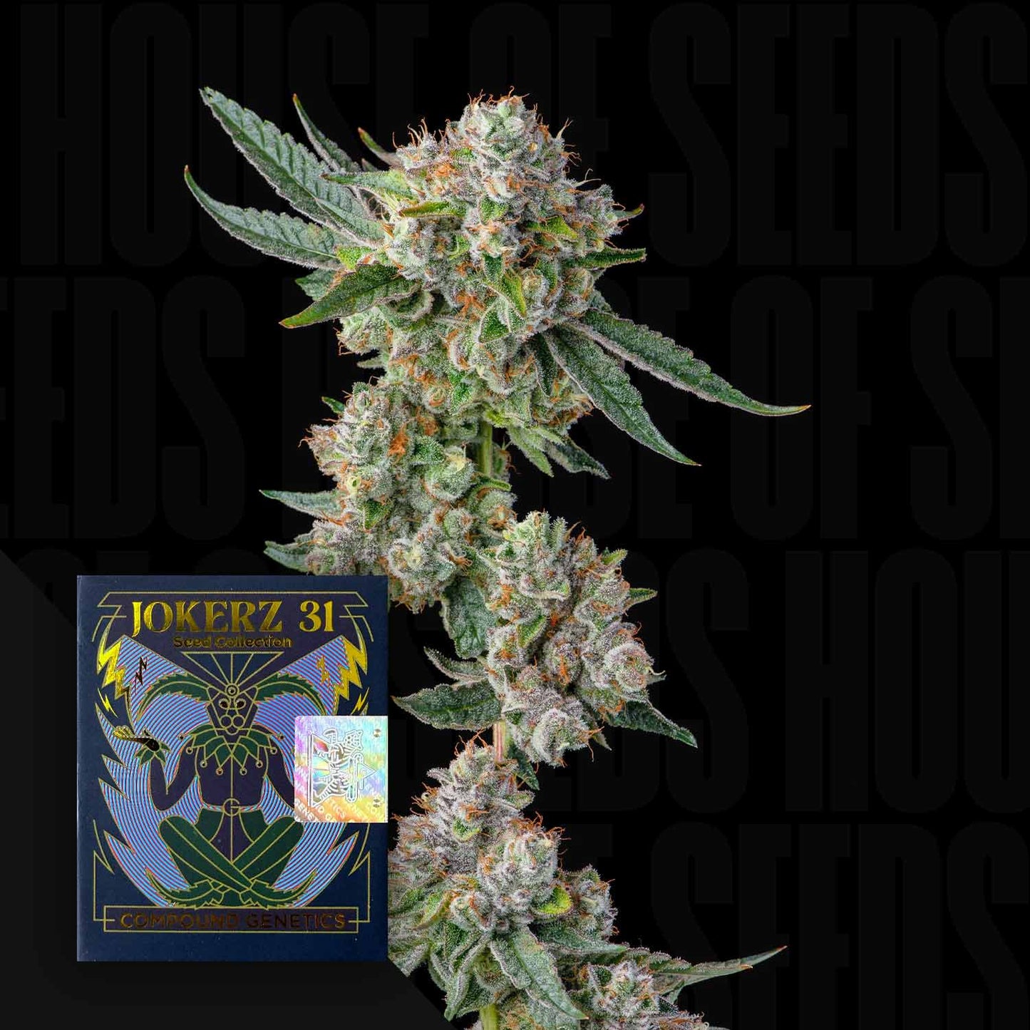 Glue31