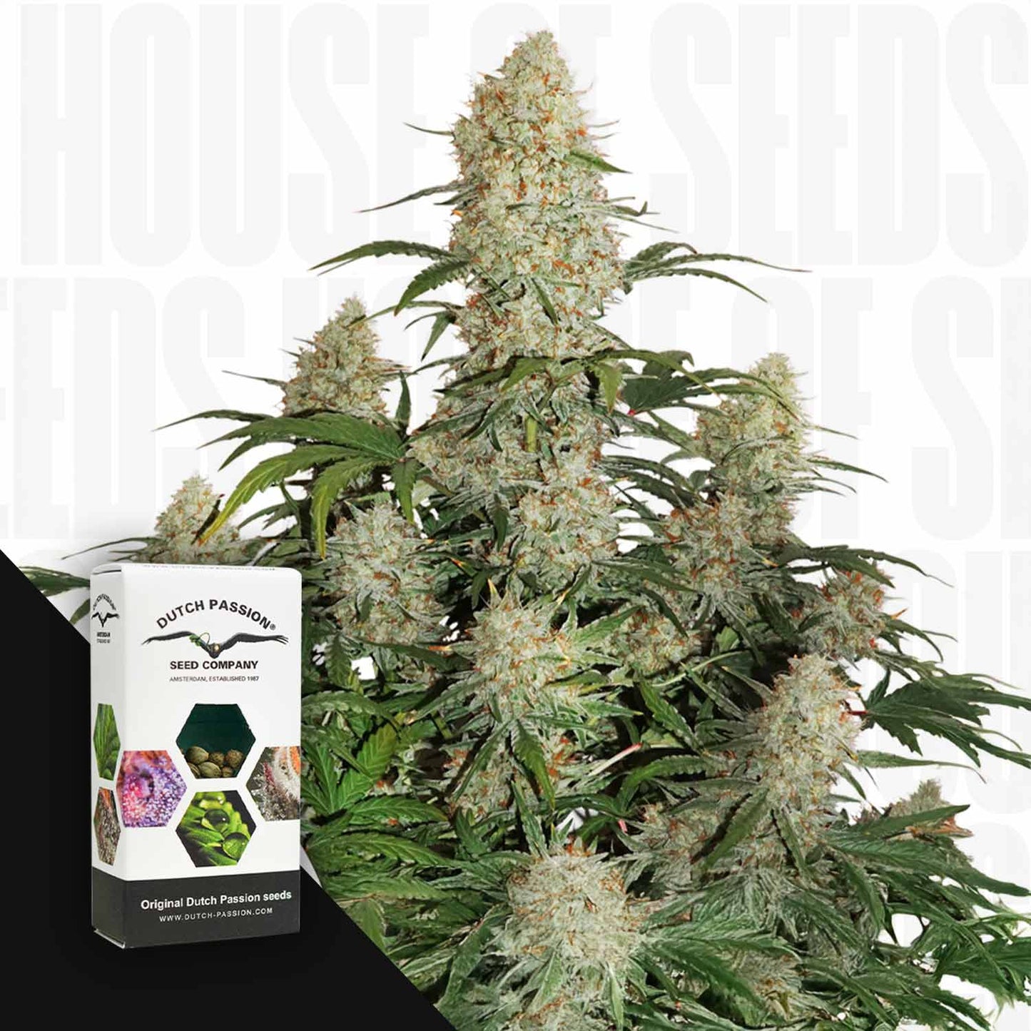 Auto Critical Orange Punch