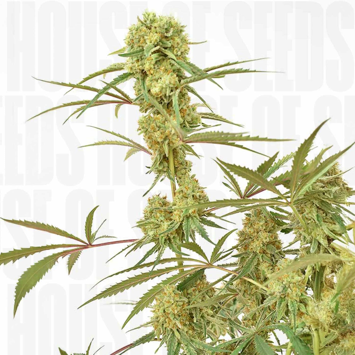 Durban Poison