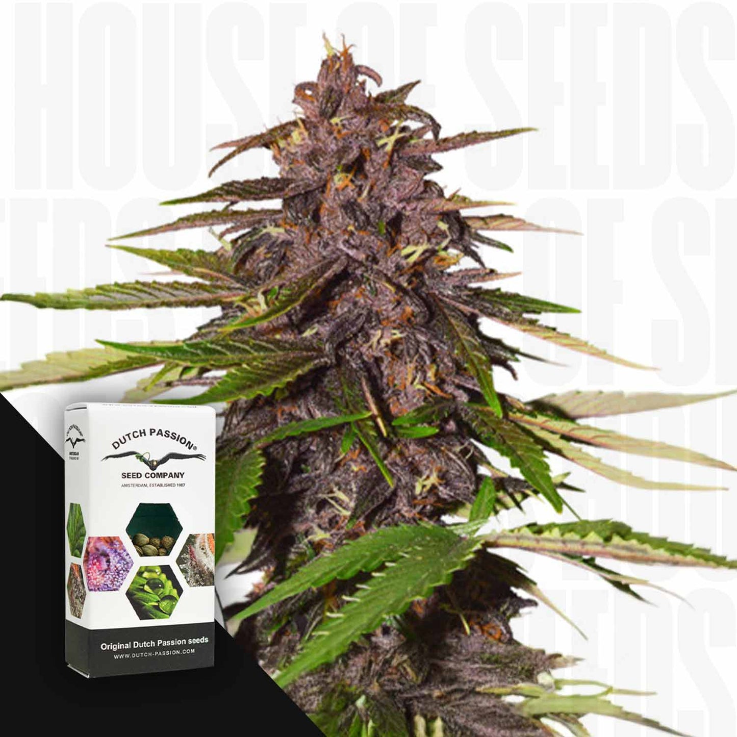 Auto Forbidden Cherry