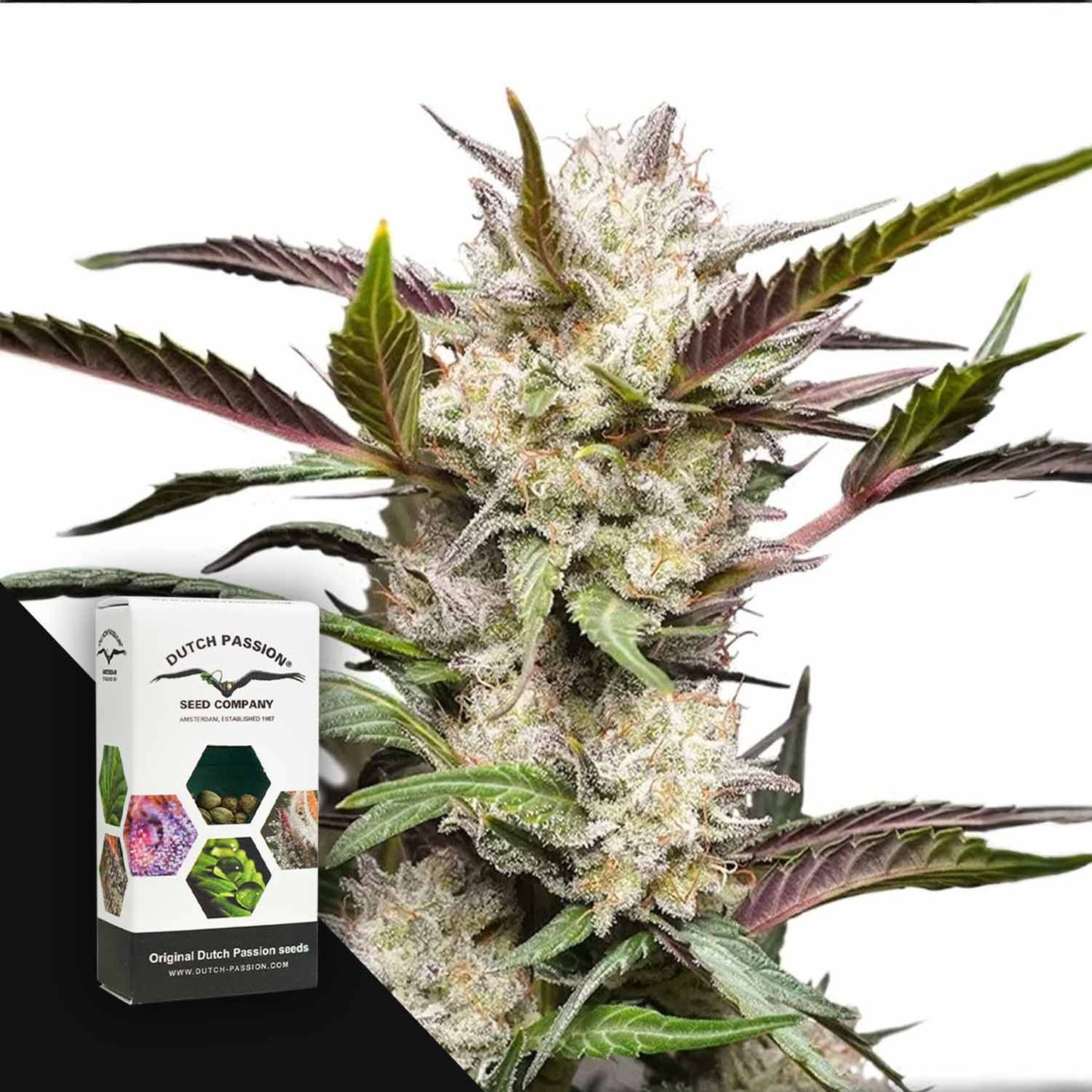 Auto Mimosa Punch