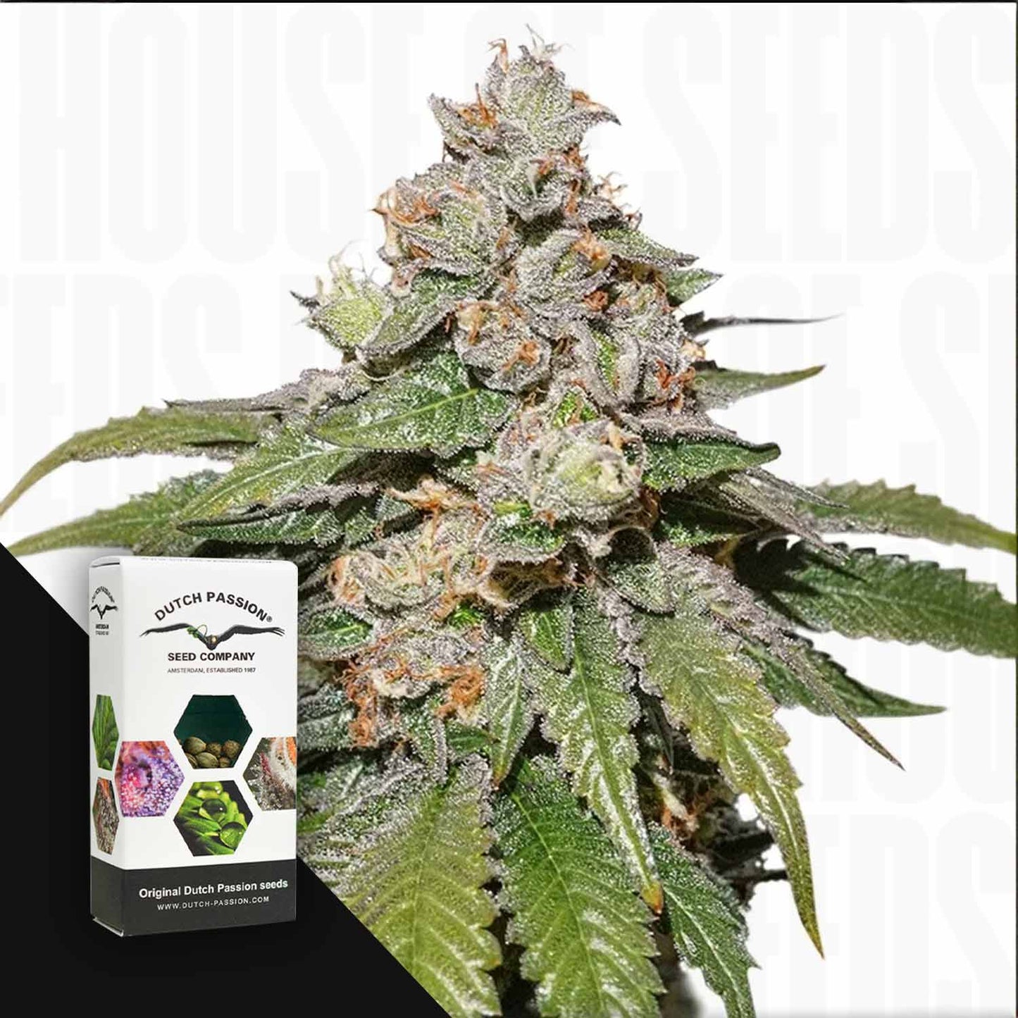 Auto Mokum's Tulip