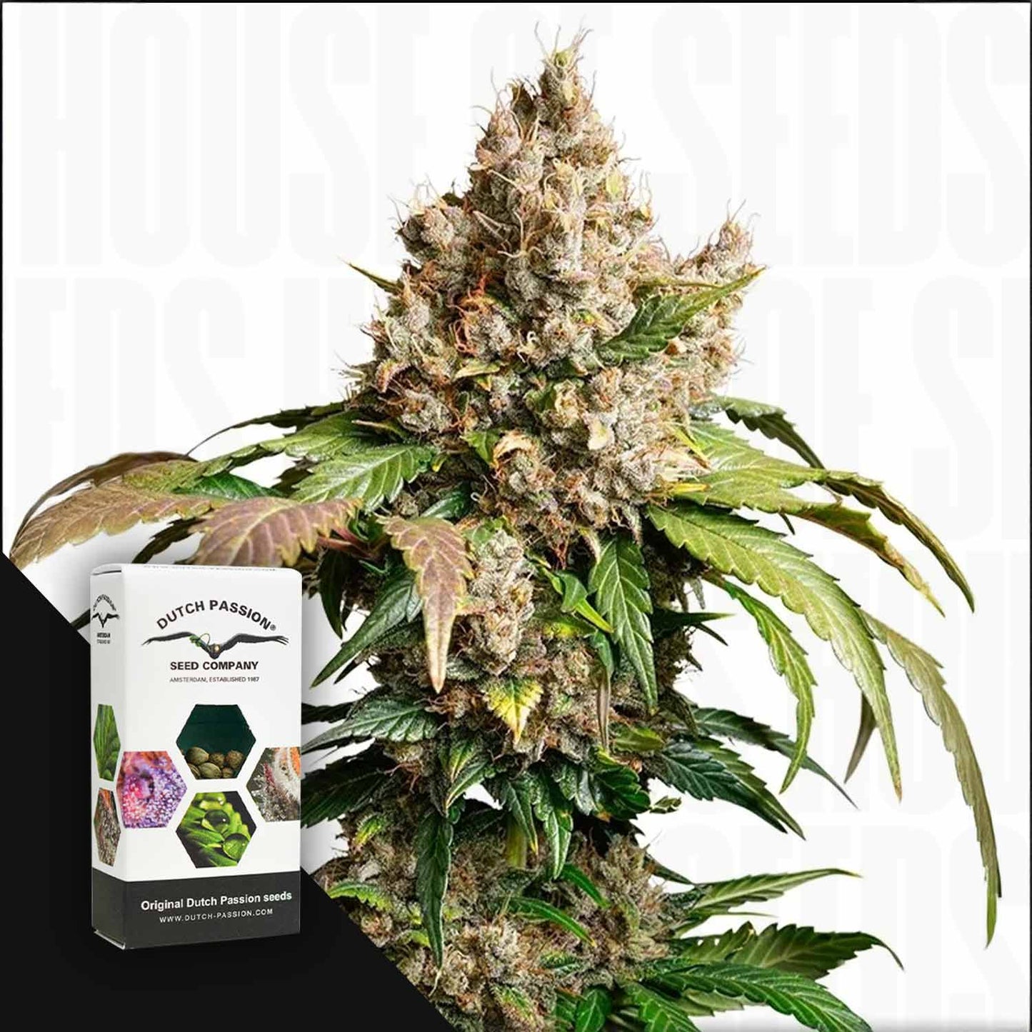 Auto Red Tropicana Cookies