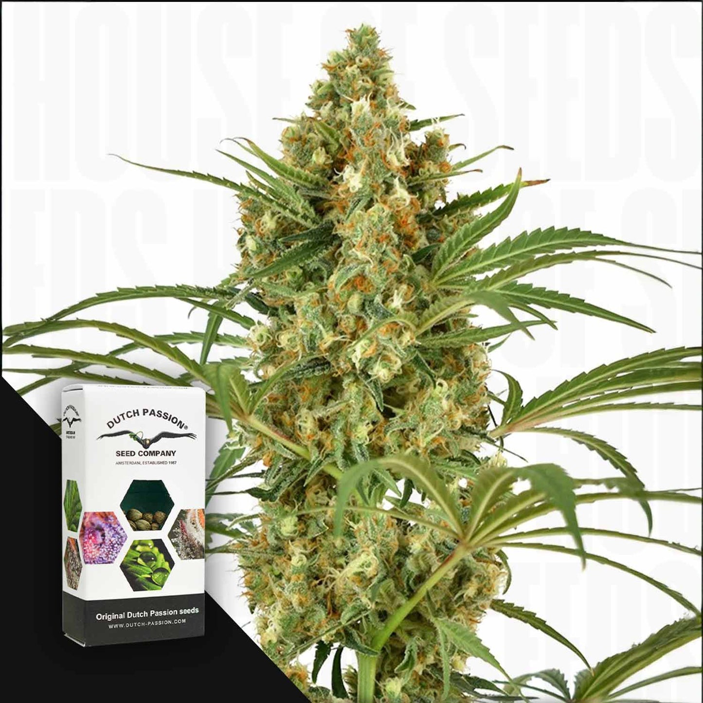 SnowBud