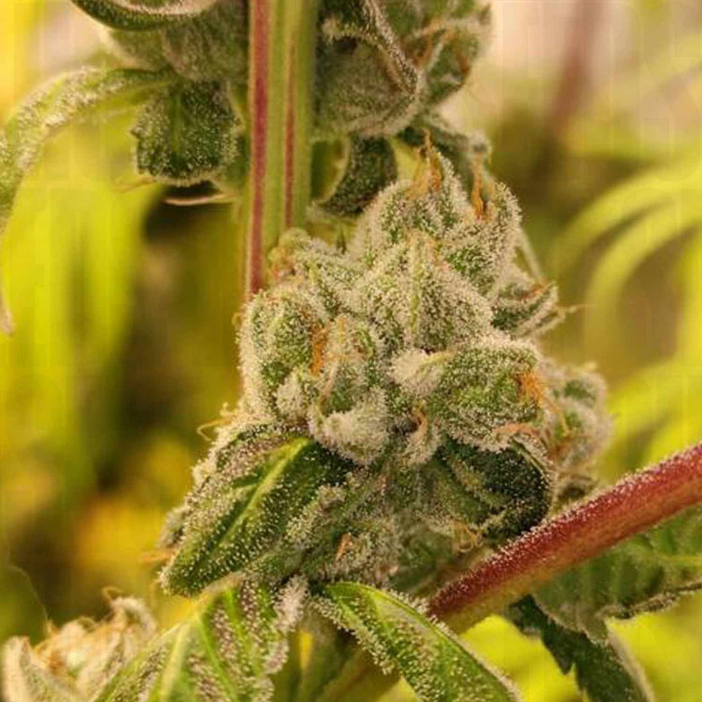 Sour Tangie Dawg