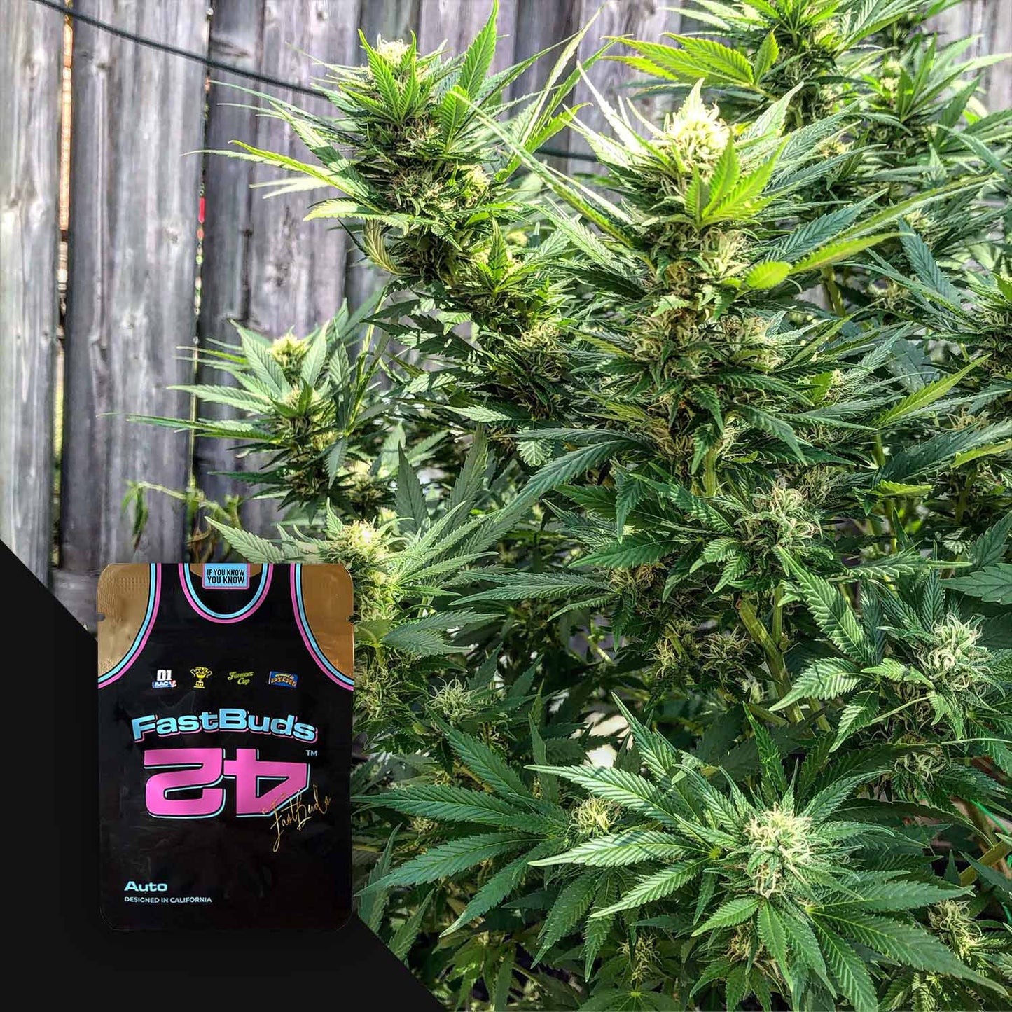 CBD Auto 1:1 (CBD Crack Auto)