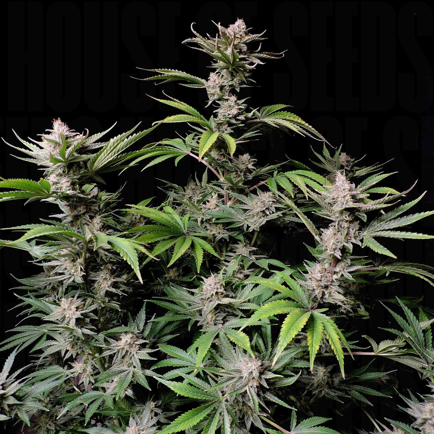 Cherry Cola Auto