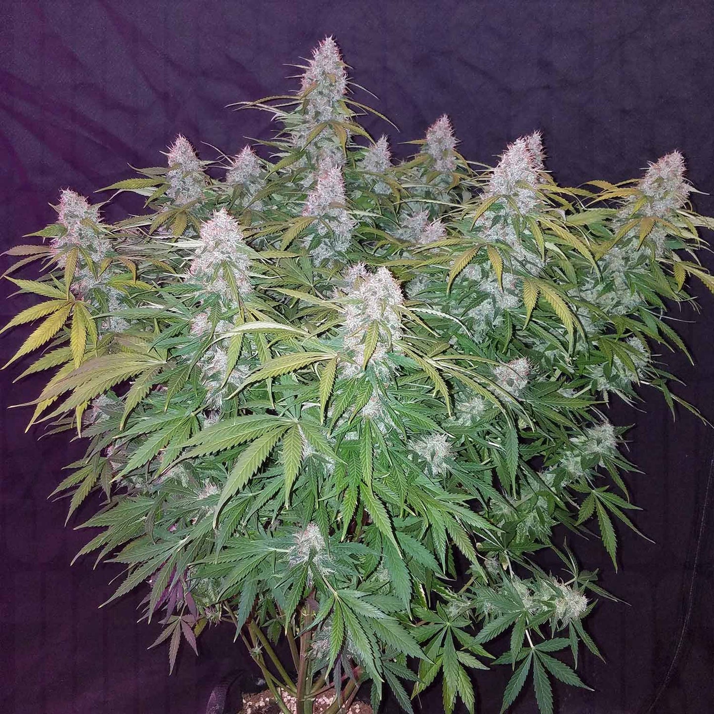 Californian Snow Auto