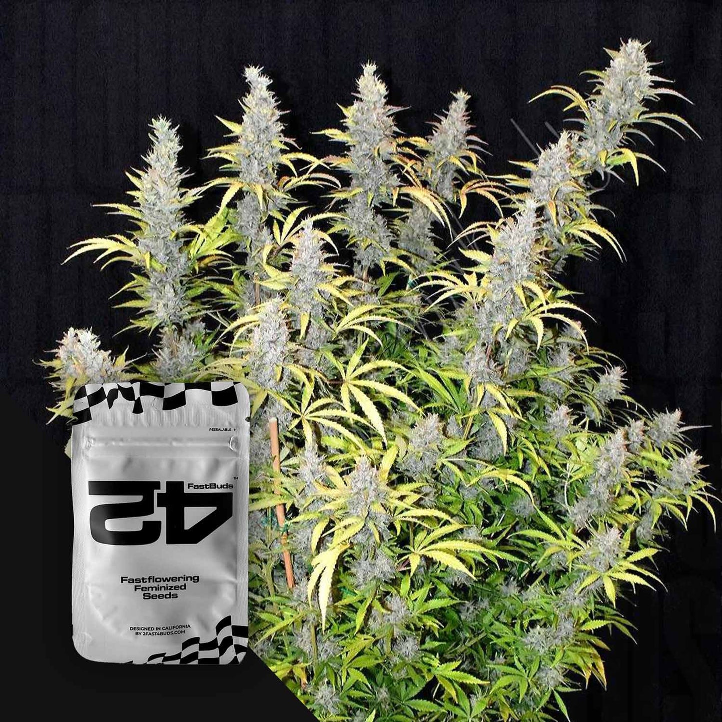G14 Auto