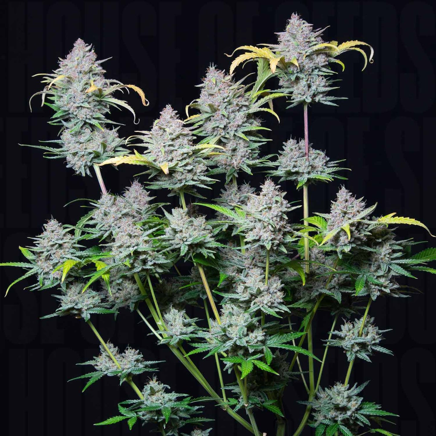 Strawberry Pie Auto