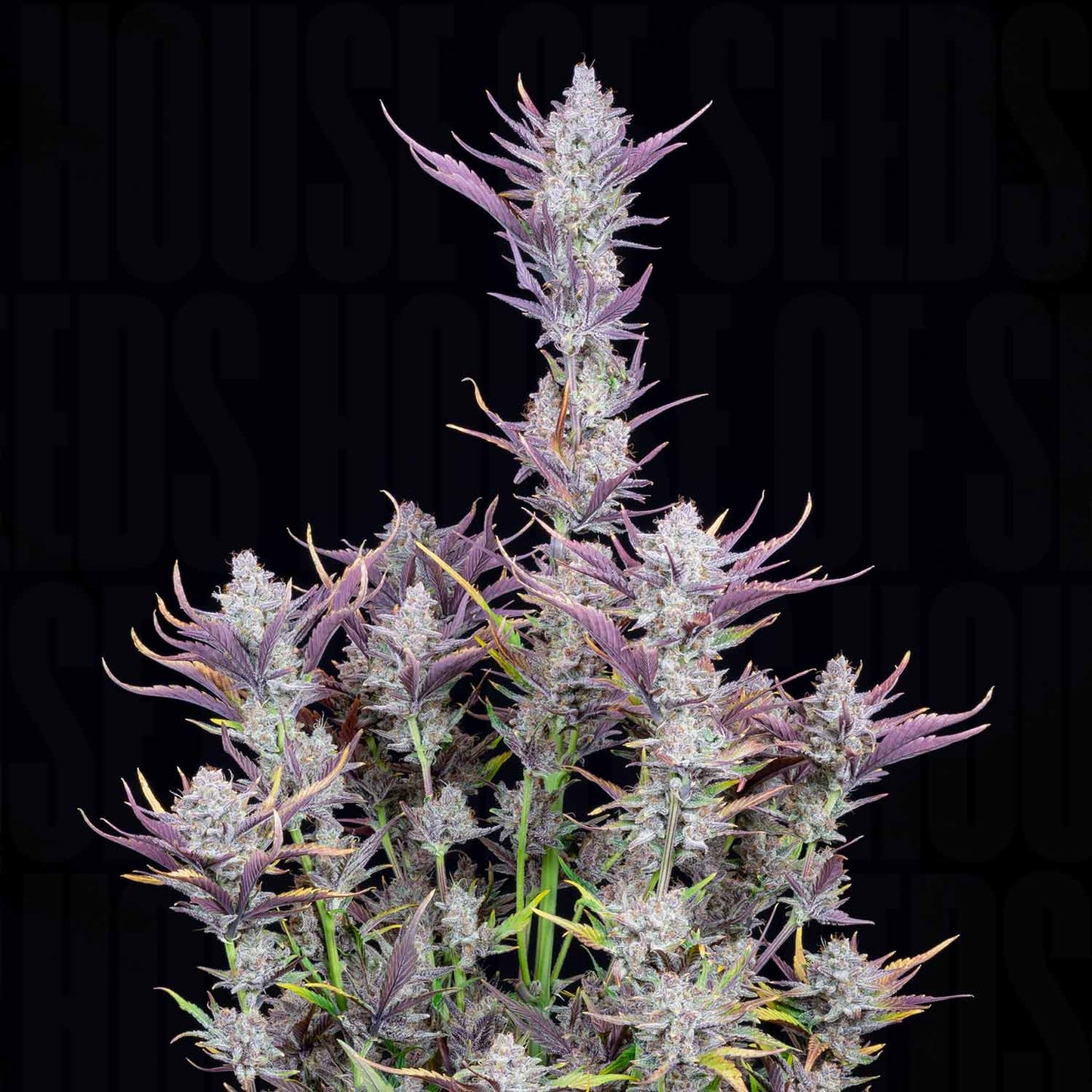 Wedding Glue Auto
