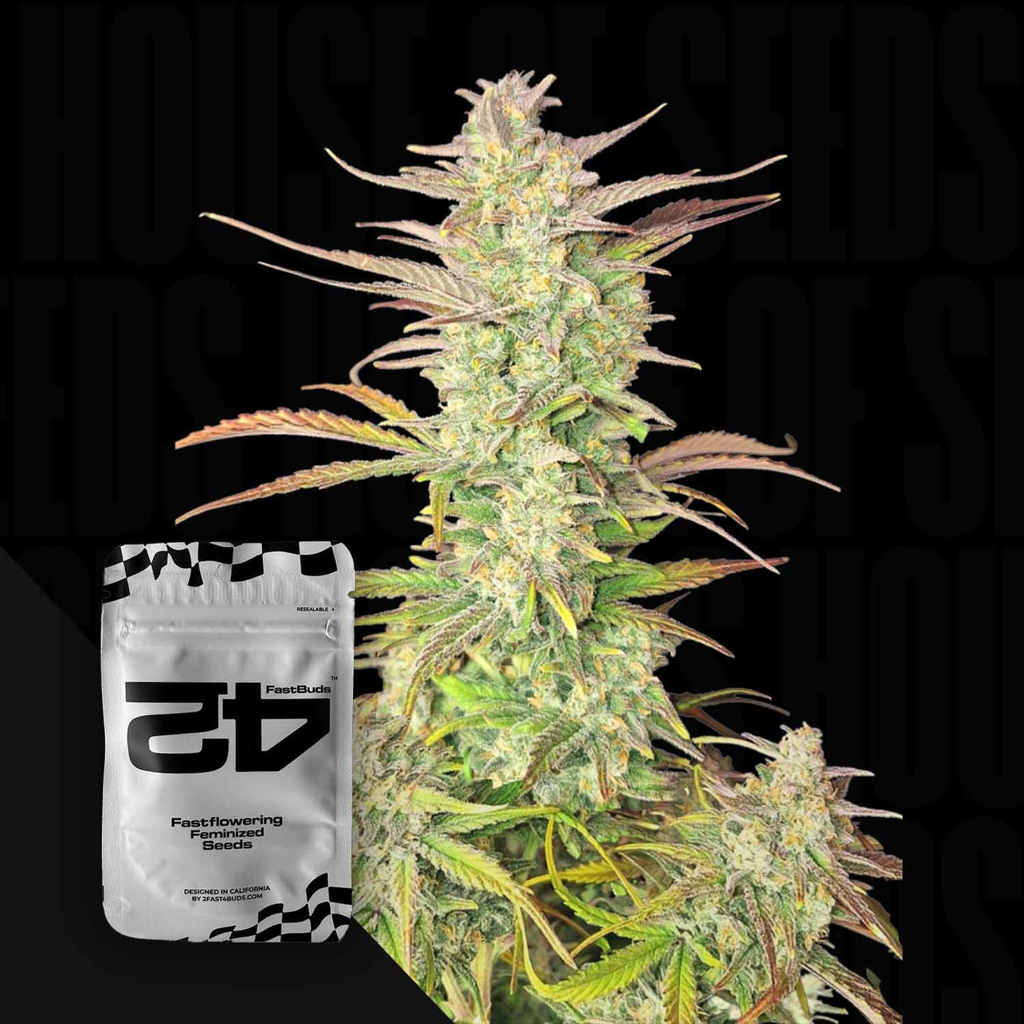 Z-Up Auto