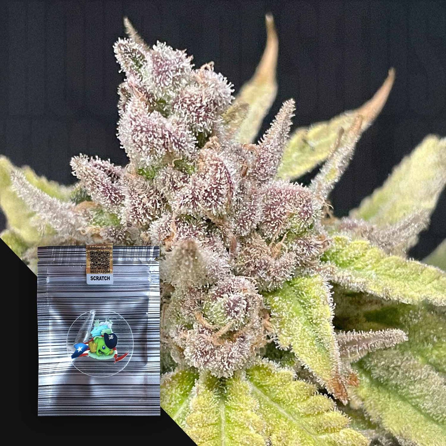 Queens Zugar Cookie