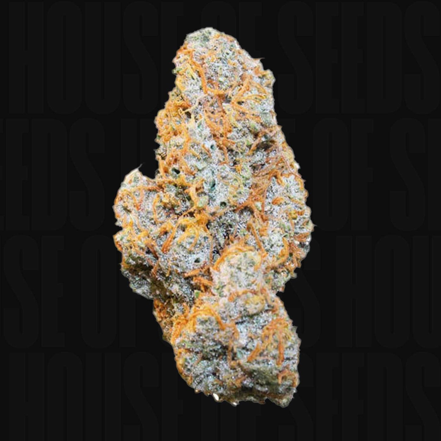 Apple Fritter AUTO