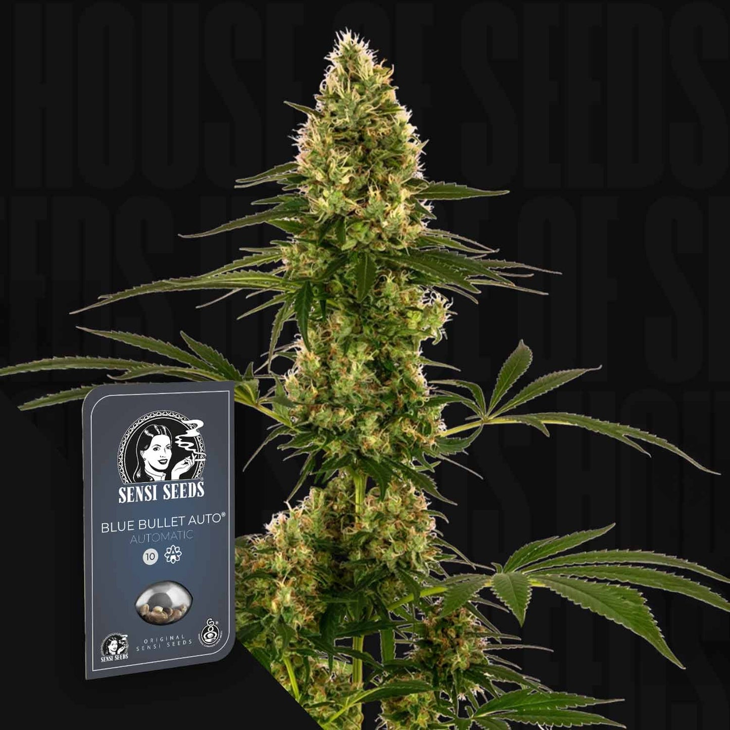 Blue Bullet Auto