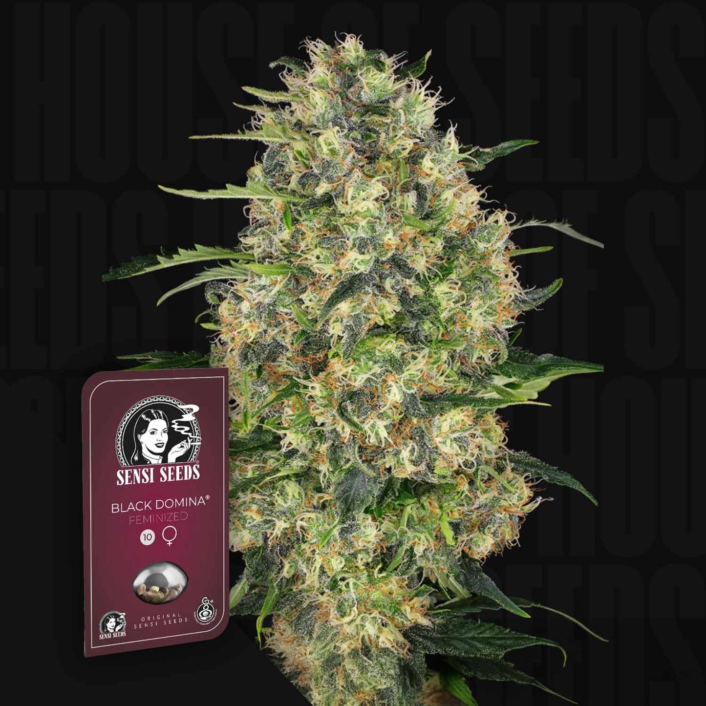 Black Domina