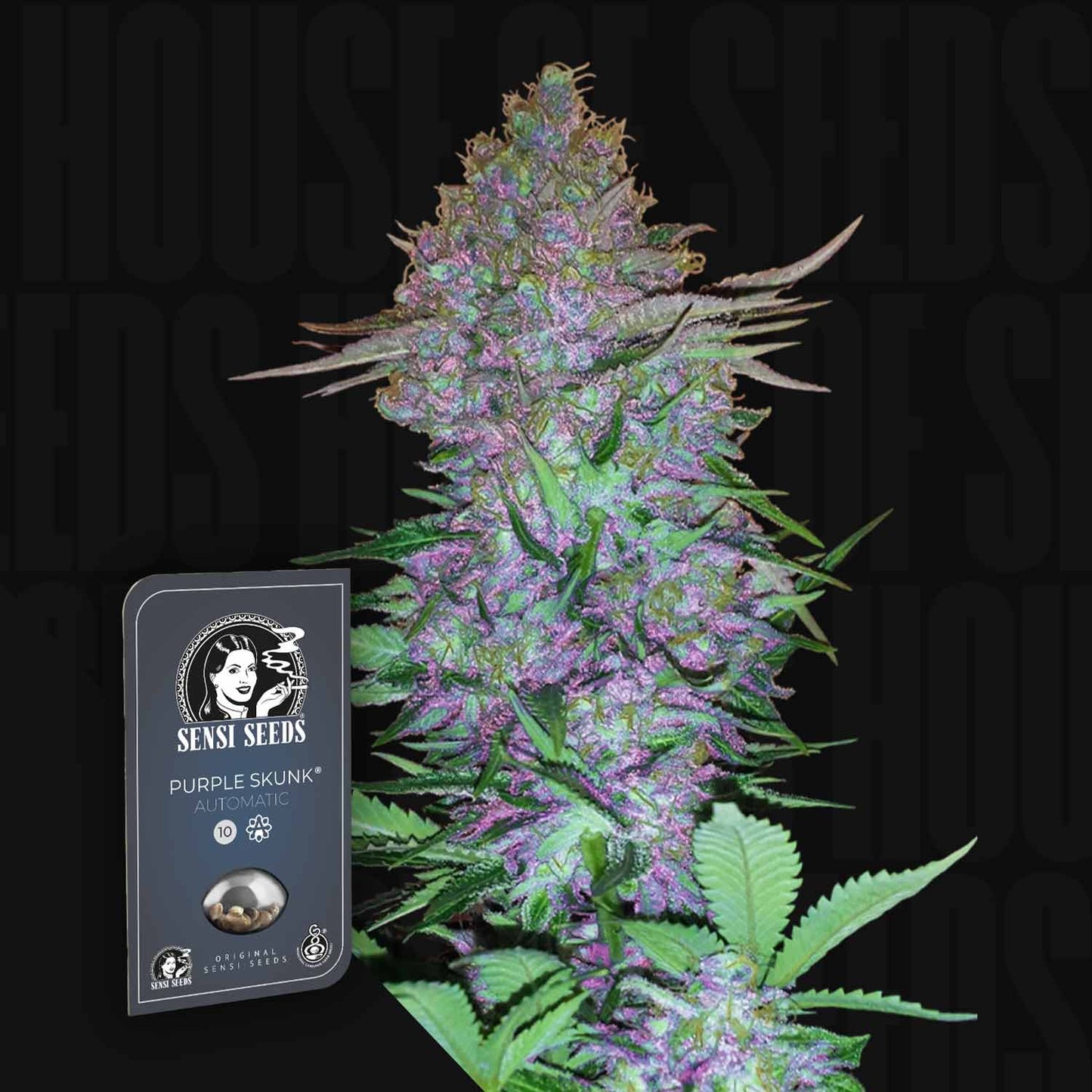 Purple Skunk Auto