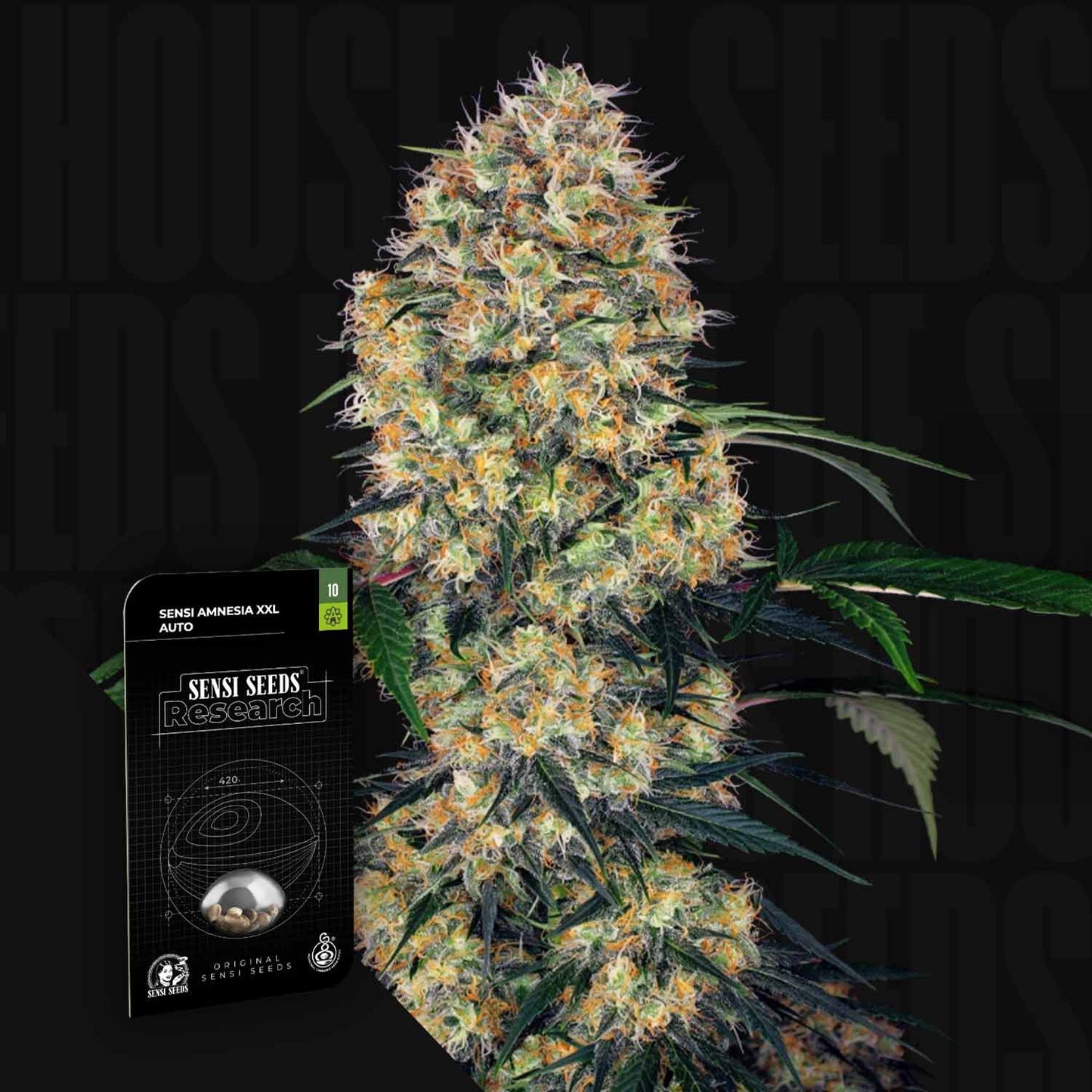 Sensi Amnesia XXL Auto