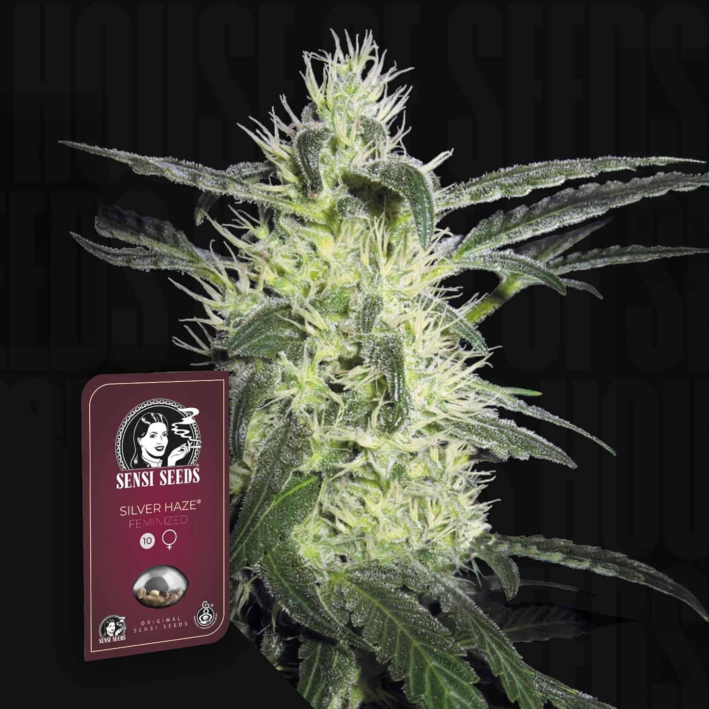 Silver Haze