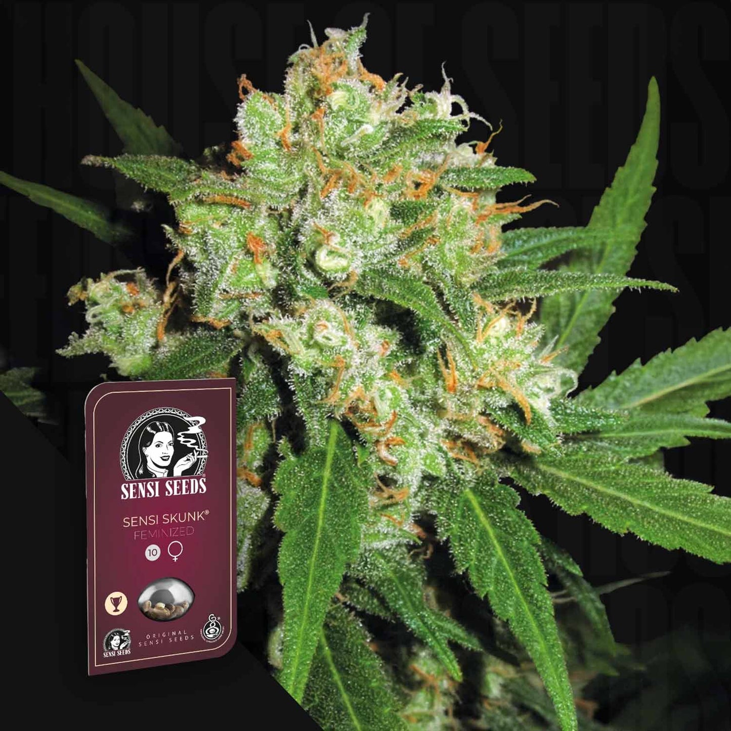 Sensi Skunk
