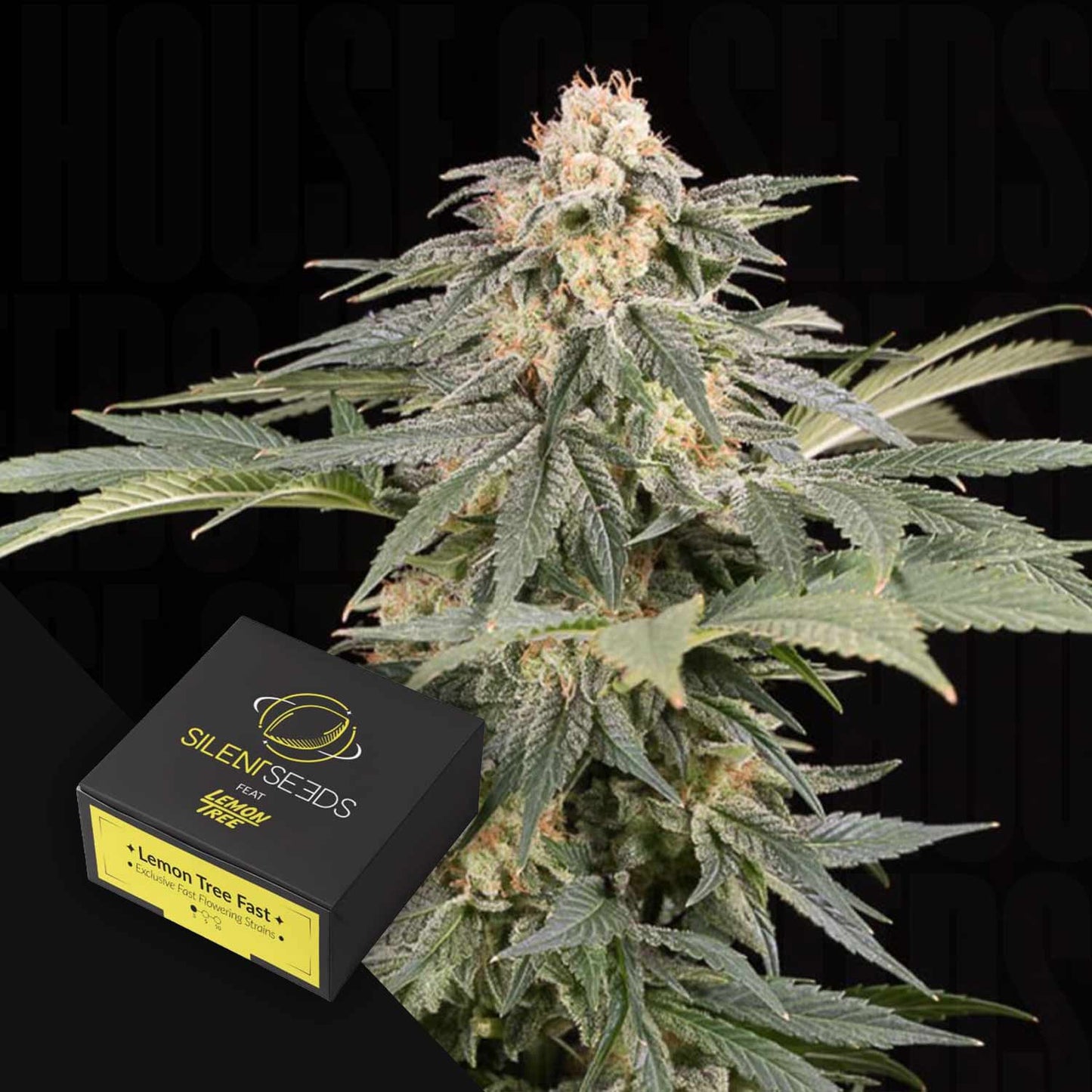 Lemon Tree FAST