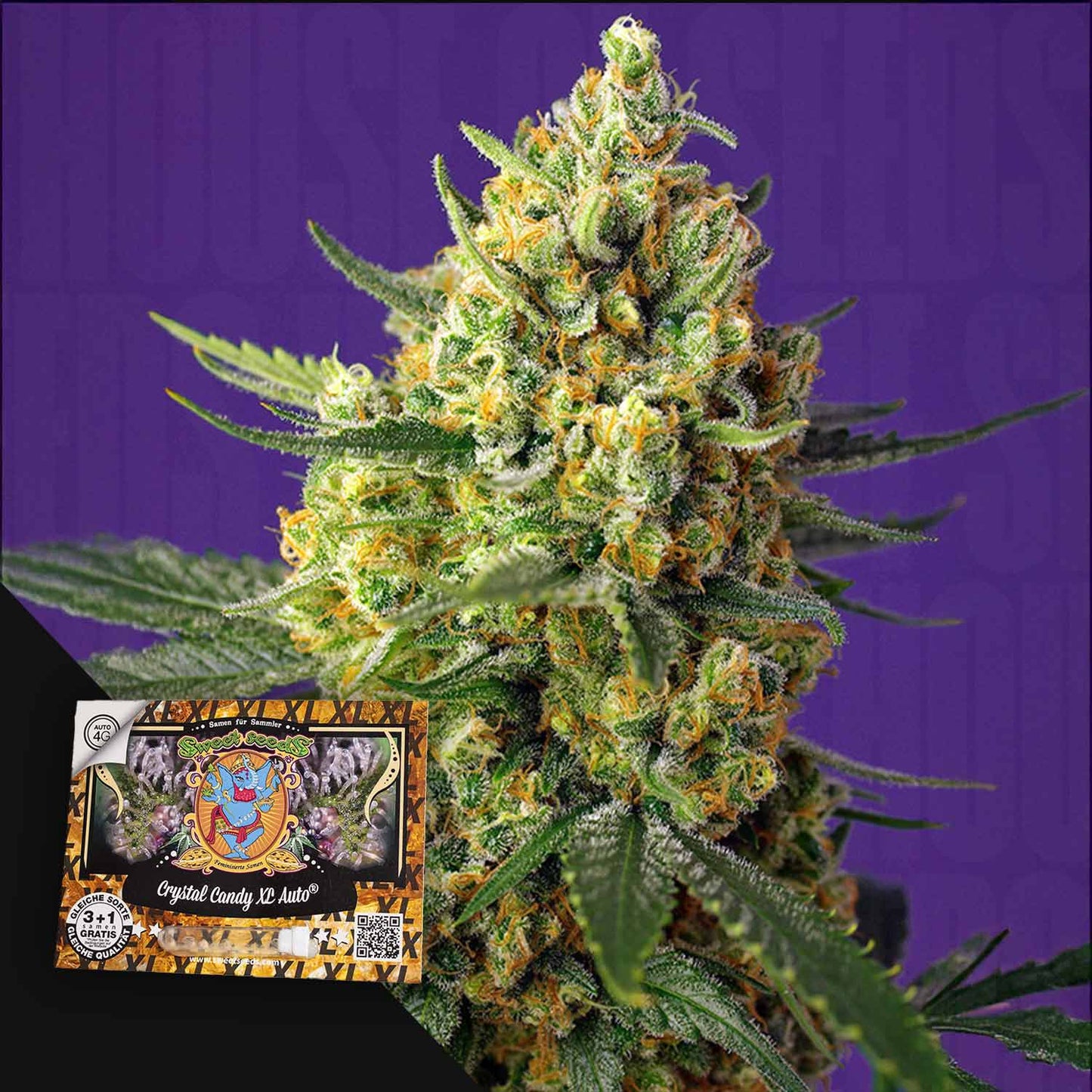 Crystal Candy XL Auto