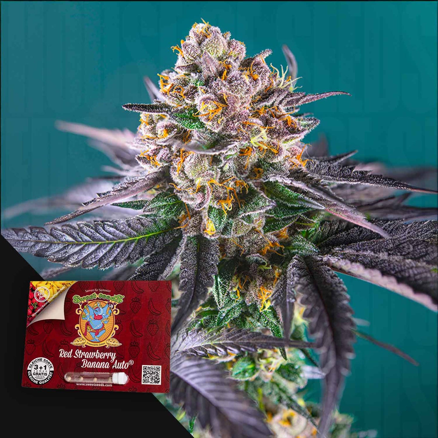 Red Strawberry Banana Auto