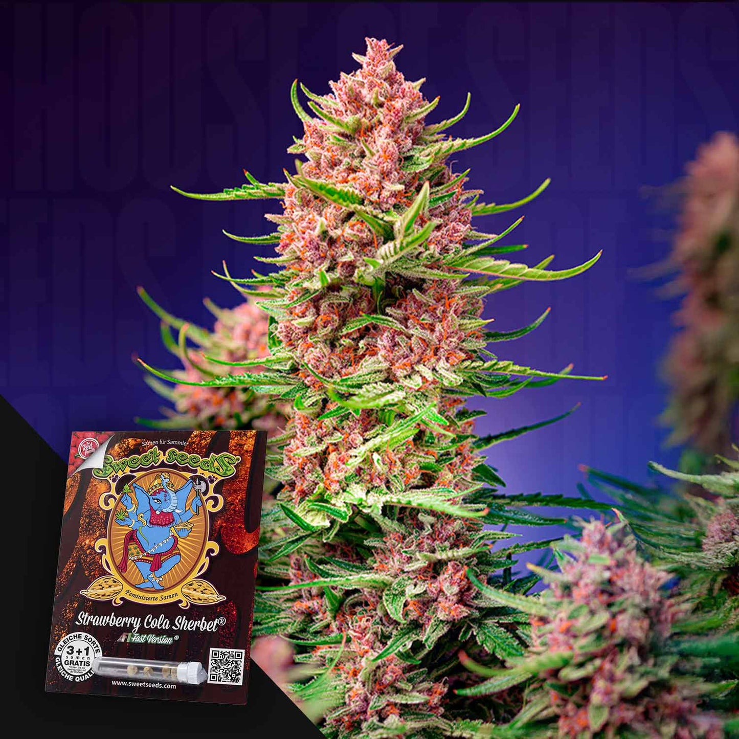 Strawberry Cola Sherbet F1