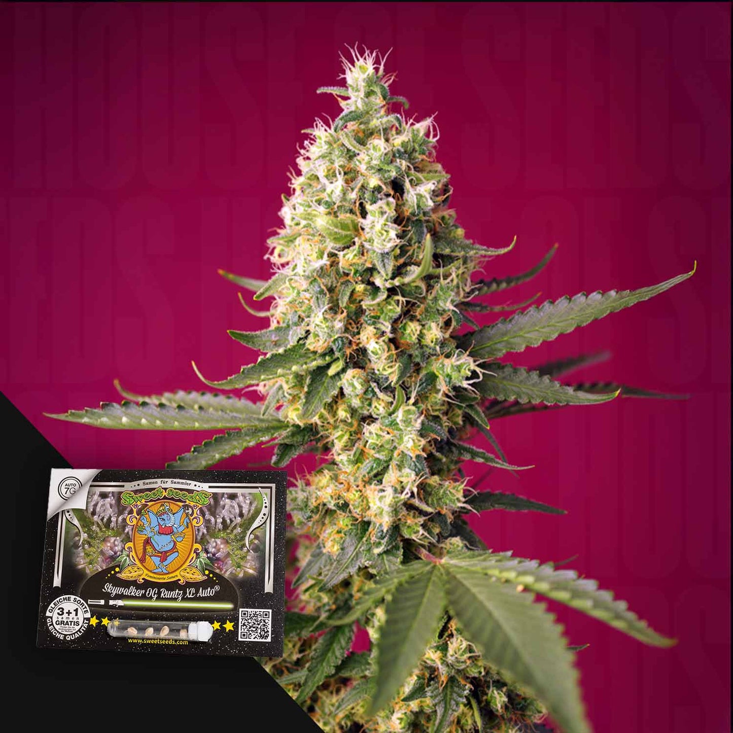 Skywalker OG Runtz XL Auto