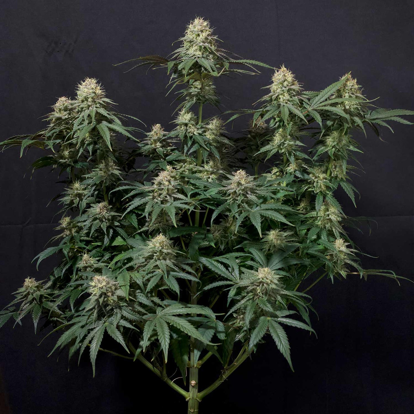 Tropicana Cookies Auto