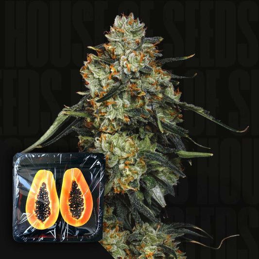 Papaya x Zorroz