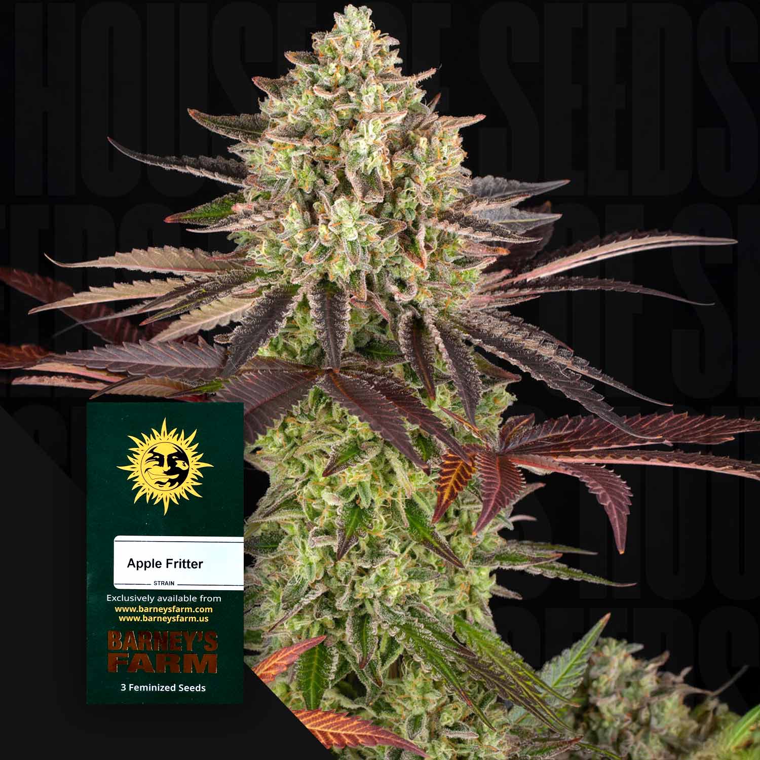 Selected Variant Image