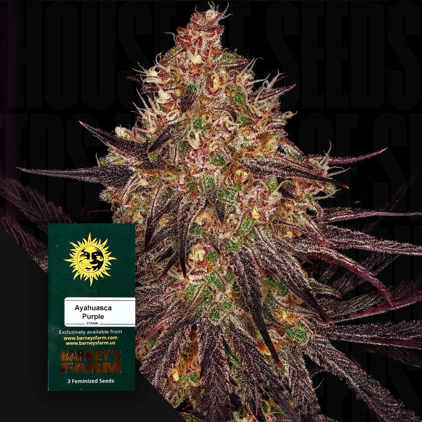 Ayahuasca Purple
