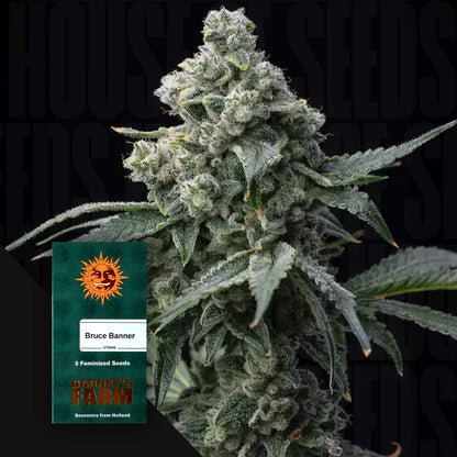 Bruce Banner