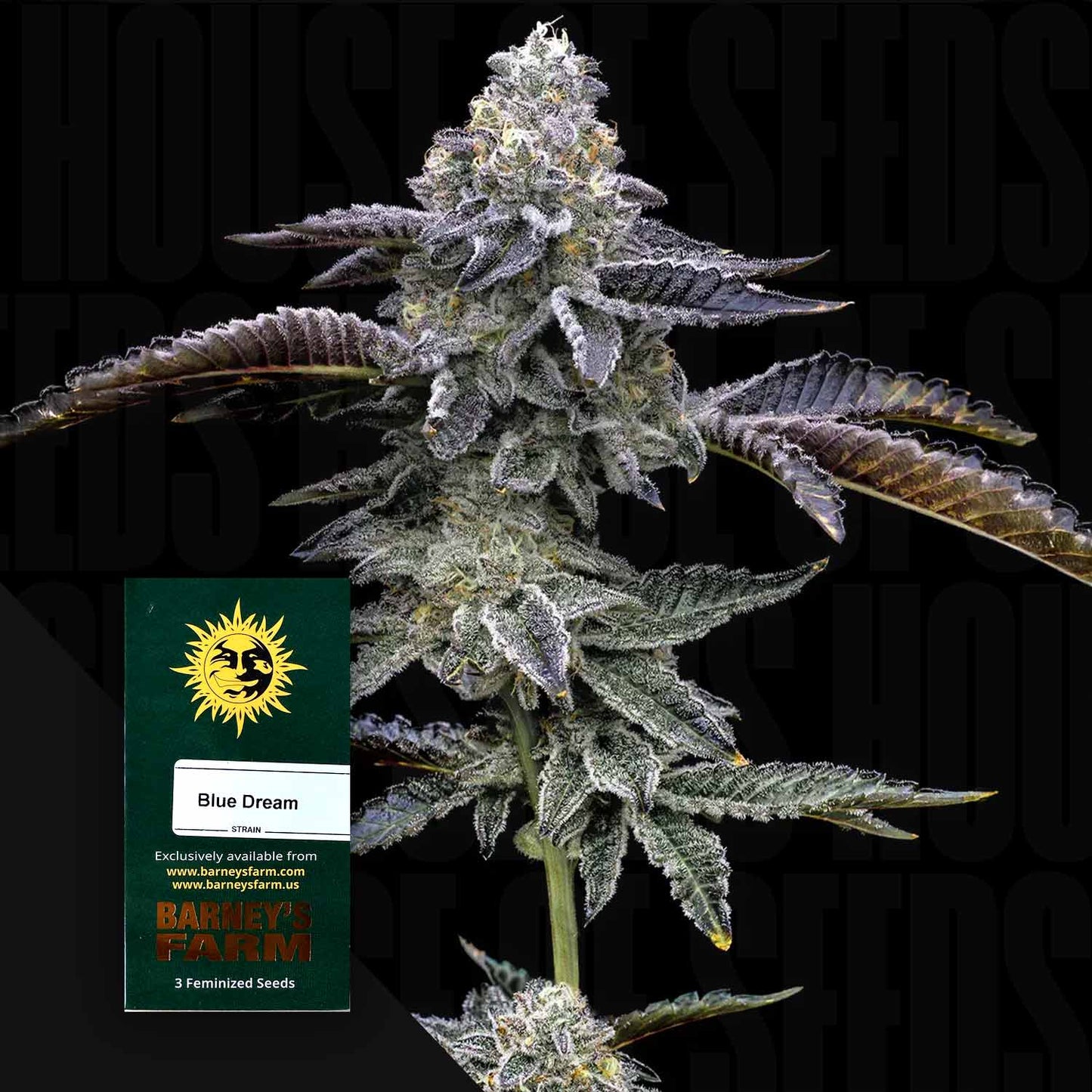 Blue Dream
