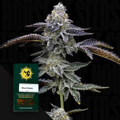 Blue Dream
