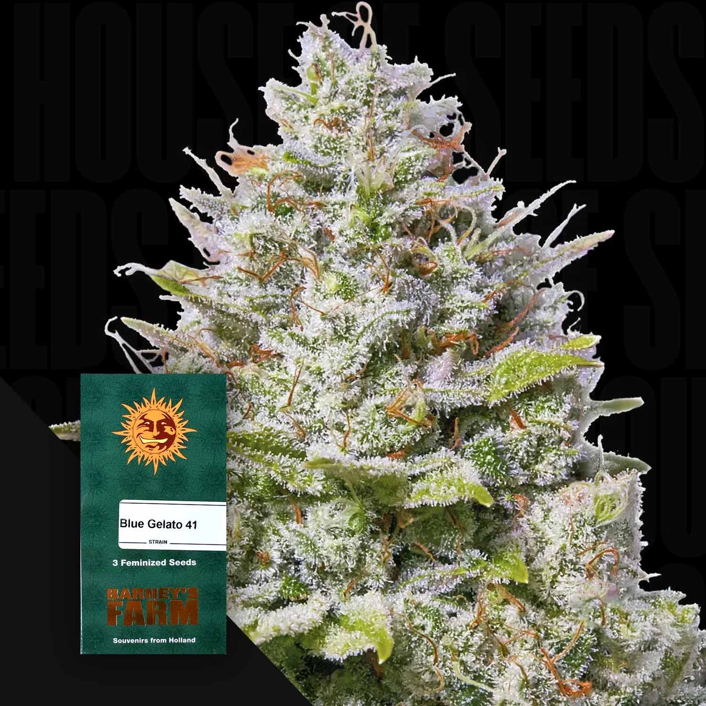 Blue Gelato 41