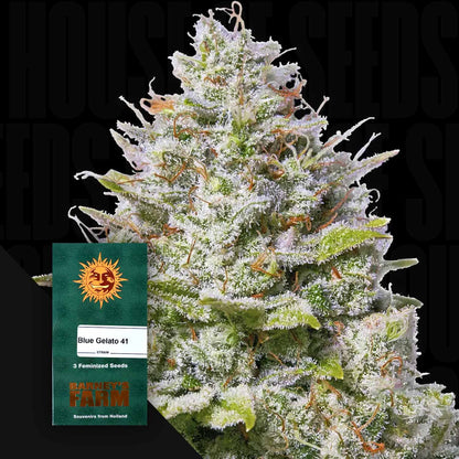 Blue Gelato 41