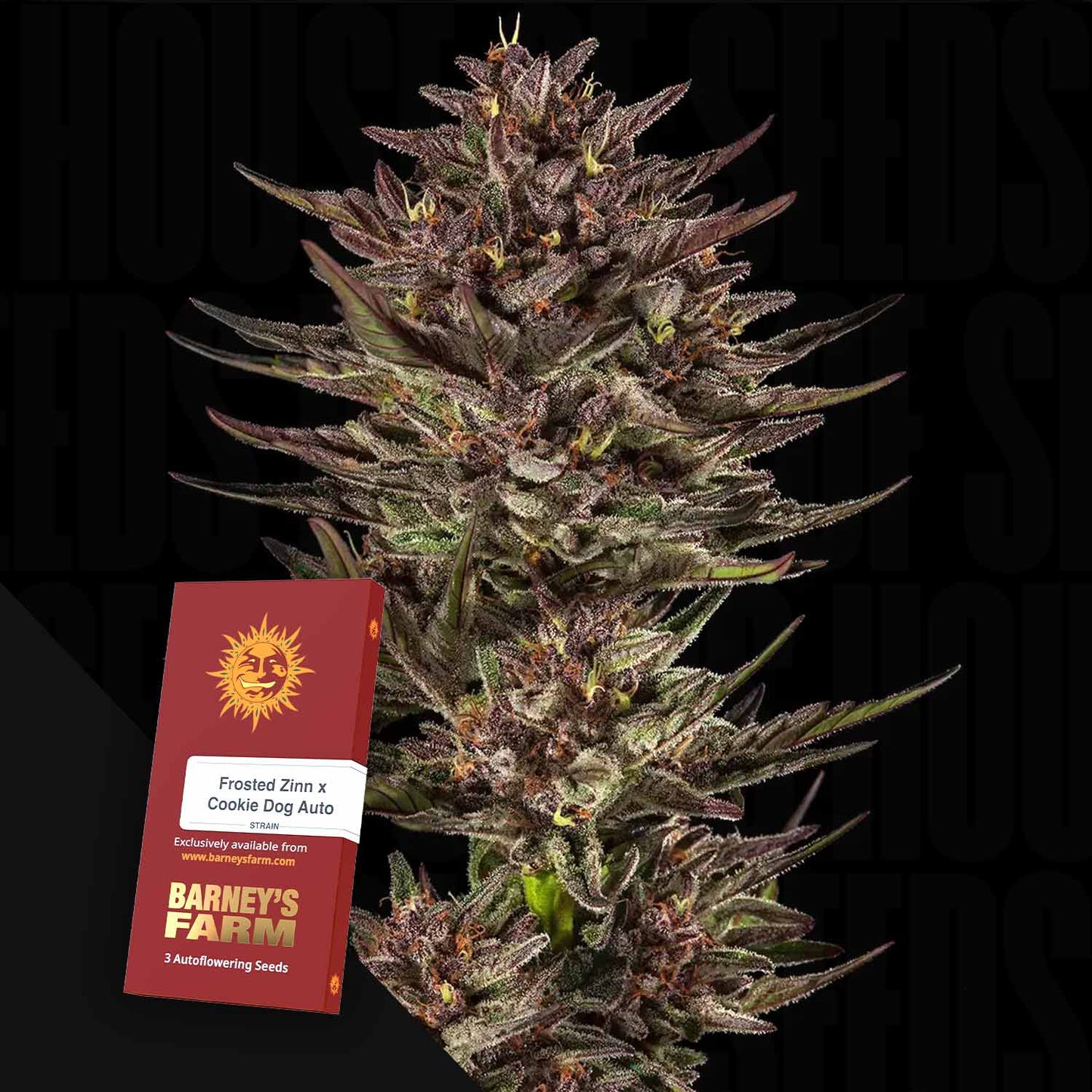 Frosted Zinn x Cookie Dog Auto