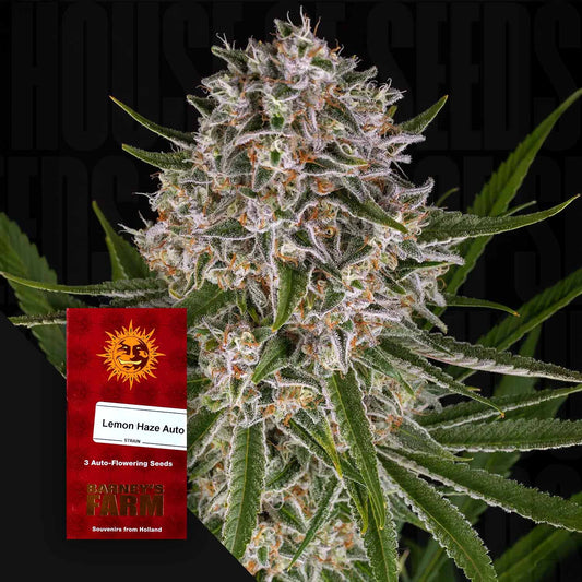 Lemon Haze Auto