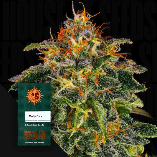 Moby Dick