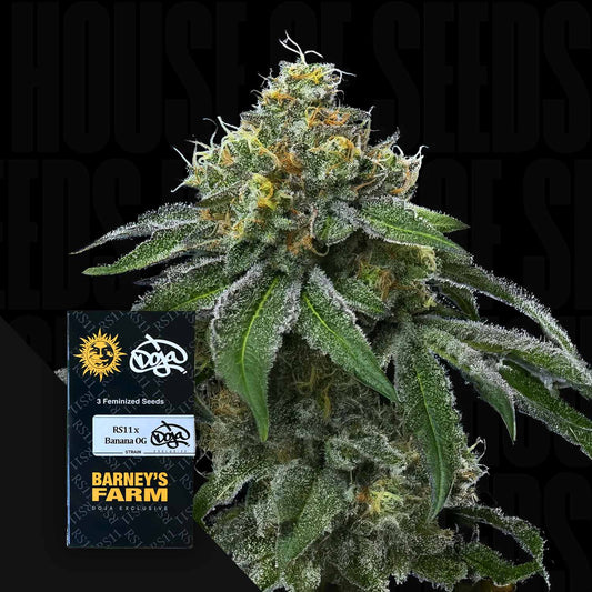 RS11 x Banana OG