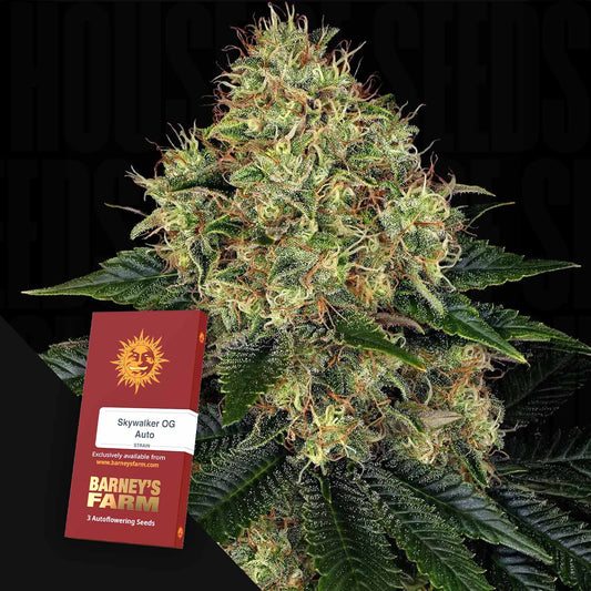 Skywalker OG Auto