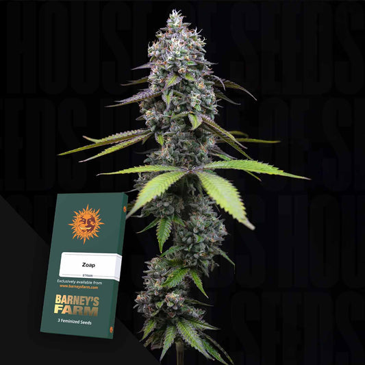 Zoap